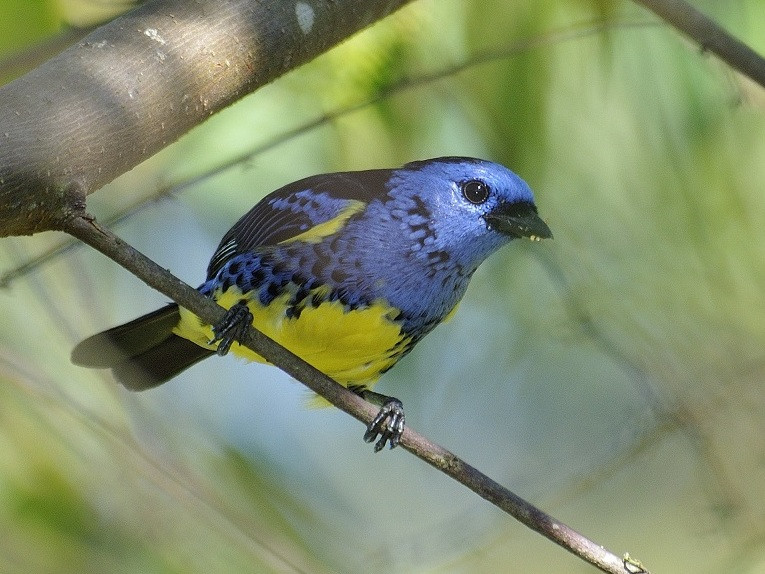image Turquoise Tanager